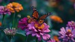 Monarch butterfly, Danaus plexippus, wanderer, common tiger, on deep pink, purple flower, zinnia in a backyard garden