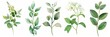 Set of delicate watercolor greenery stems - Artistic botanical collection of assorted greenery, beautifully depicted in watercolor style