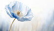 Abstrakcyjny makro kwiat, niebieski mak
