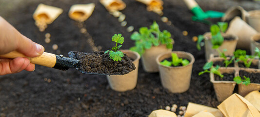 Wall Mural - Plant the seedlings in cups. selective focus.