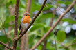 Robin singing away perched in a tree on a winters day