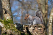 Grey Squirrel, Sciurus carolinensis,  watching from a tree