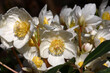 Sunny spring day. Bright white flowers of a helleborus niger create a continuous background. On petals play of light and shadow.