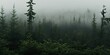 A murky, fog-filled forest enveloped in darkness.