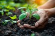 Close-up of hands planting a sapling in fertile soil, concept of environment protection and growth