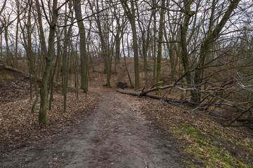 Poster - Spring forest landscape. Trees in the forest line the path.