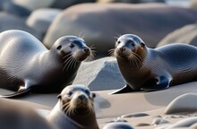 Fur Seals In The Wild