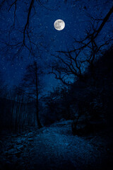 Wall Mural - mountain road through the forest on a full moon night. scenic night landscape of country road at nig