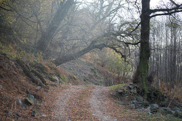Wall Mural - landscape with beautiful fog in forest on hill or trail through a mysterious winter forest with autu