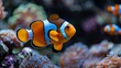   A tight shot of a clownfish near corals, with corals in the background and water in the foreground