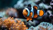   An orange-and-white clownfish near an aquarium's front in a symbiotic relationship with an orange-and-white sea anemone