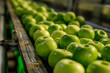Fresh green apples are placed on a conveyor belt to be graded using robotic technology.