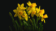 yellow daffodils on black background