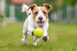 happy jack russell terrier dog running and bringing a tennis ball
