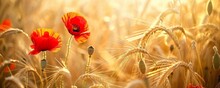 Red Poppies And Wheat In A Field. Golden Hour Sunlight. Summer Harvest And Nature Concept.