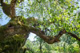 Fototapeta  - old birch tree in summer