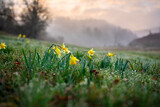 Fototapeta  - beautiful wild daffodil flowers at misty sunrise