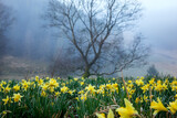 Fototapeta  - meadow full of many daffodil flowers