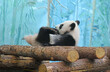 Funny giant panda (Ailuropoda melanoleuca) cub. Delicious paws