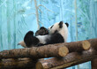 Beautiful and funny giant panda (Ailuropoda melanoleuca) cub