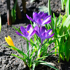 Canvas Print - Crocus flowers in spring garden