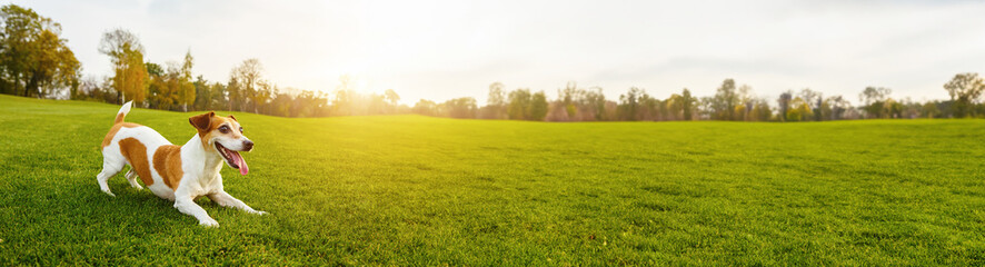 Play time! Active dog in playful pose exited waiting for a toy fetch. Bright green grass in the meadow. beautiful green nature. evening summer sun. Backlight. Long horizontal background. Enjoying week