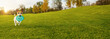 Running playing dog dog in nature. dog in nature. cute white dog runs through a meadow of green grass, carries fetching  blue round toy in mouth. Bright sunny day. Long horizontal banner