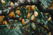 a cacao tree farm, with a focus on the rich, green canopies and the burgeoning cacao pods.
