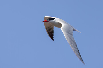 Wall Mural - Caspian Tern