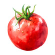 Red ripe juicy tomato watercolor hand drawn illustration isolated