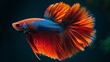 Graceful Thai Rosetail Betta Fish in Isolation Generative AI