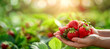 Farmer holding ripe strawberries on blurred background, closeup