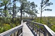 boardwalk wetlands trail in the forest