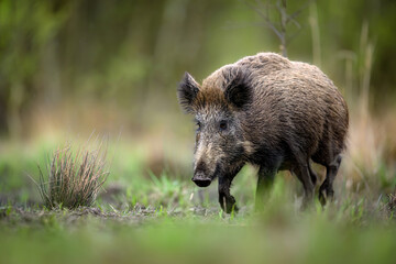 Wall Mural - wild boar close up ( sus scrofa )