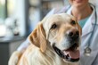 © inspiretta - A woman is holding a dog in a veterinary clinic