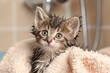Cute kitten freshly bathed