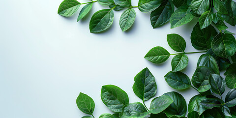 Wall Mural - Green leaves, copy space, white background, take care of the environment