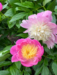 Stages of bloom for the soft pink and yellow peony cultivar Bowl of Beauty in springtime.