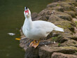 White duck with red beak at Villa Borghese city park in Rome, Italy	