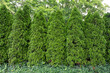 A row of Thuja occidentals Smaragd, also known as emerald cedars are a popular choice as an evergreen privacy hedge.