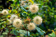 Buttonbush, also known as Cephalanthus occidentalis is a native North American plant whose medicinal properties have been used by indigenous people and Native Americans.