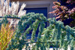 Closeup of the foliage of Cedrus atlantica 'Glauca Pendula' commonly known as a Weeping Blue Atlas Cedar contrasting with ornamental grasses and a Japanese maple in the garden.