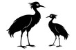silhouette image,Bruno bird ,vector illustration,white background