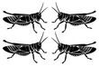 grasshopper vector illustration