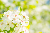 Fototapeta Na ścianę - Cherry tree white flowers with green spring leaves background and blue sky