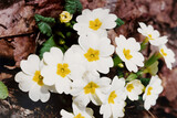 Fototapeta Na ścianę - Easter spring wild white flowers primula in spring forest