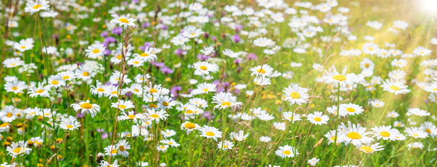 Wall Mural - White flowers daisies on green spring field, panorama flower landscape