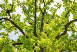 Fototapeta Na ścianę - Big old oak tree with green leaves