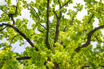 Canvas Print - Big old oak tree with green leaves