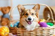 Adorable dog in basket with various accessories at home